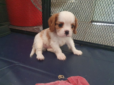 Les chiots de Cavalier King Charles Spaniel