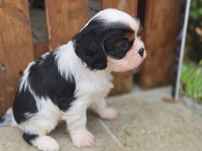 CHIOT 1 - Cavalier King Charles Spaniel