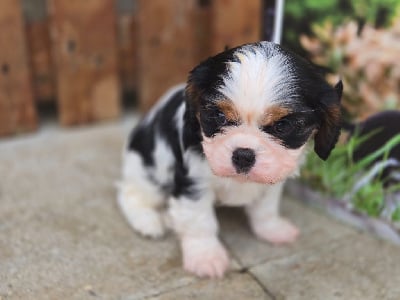 Les chiots de Cavalier King Charles Spaniel