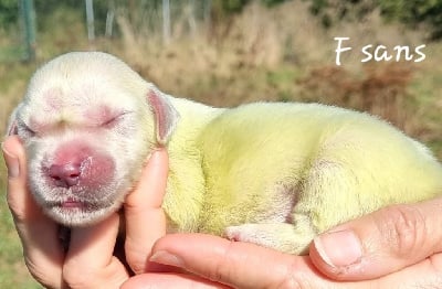 Les chiots de Golden Retriever