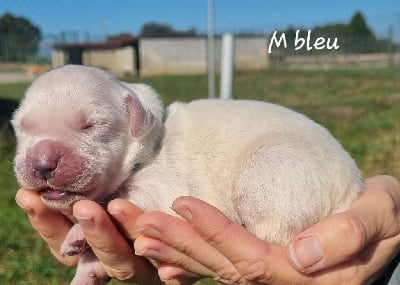 M bleu - Golden Retriever