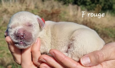 Les chiots de Golden Retriever