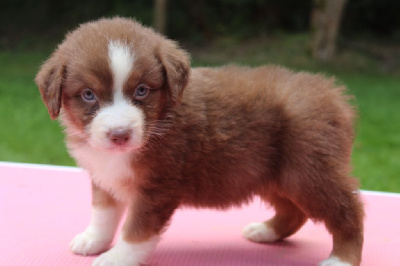 Les chiots de Berger Australien