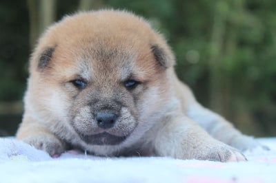 Les chiots de Shiba