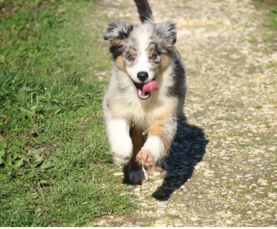 Les chiots de Berger Australien