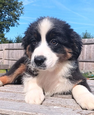 Les chiots de Berger Australien