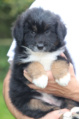 Les chiots de Berger Australien