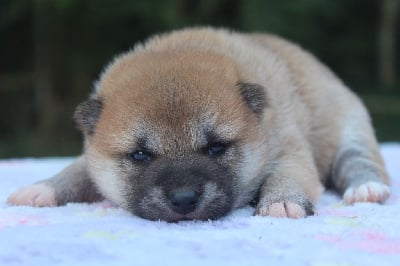 Les chiots de Shiba