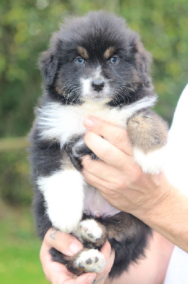 Les chiots de Berger Australien