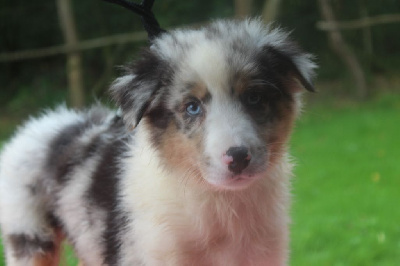 Les chiots de Berger Australien