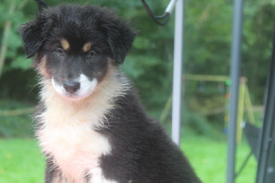 Les chiots de Berger Australien