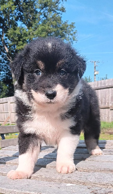 Les chiots de Berger Australien