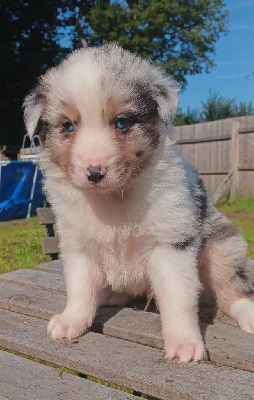 Les chiots de Berger Australien