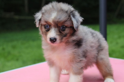 Les chiots de Berger Australien