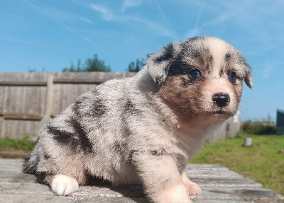 Les chiots de Berger Australien