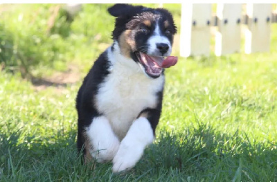 Les chiots de Berger Australien