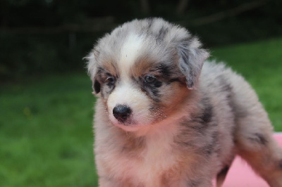 Les chiots de Berger Australien