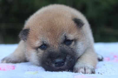 Les chiots de Shiba