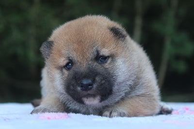 Les chiots de Shiba