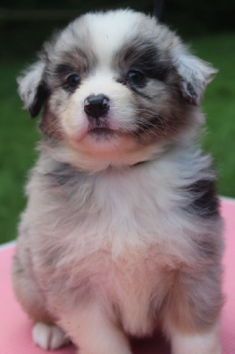 Les chiots de Berger Australien