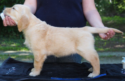 Les chiots de Golden Retriever