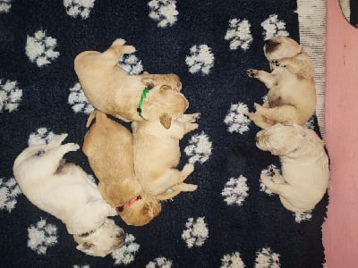 Les chiots de Golden Retriever