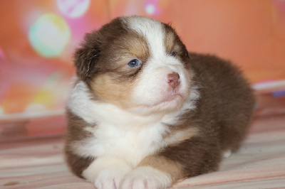 Les chiots de Berger Australien