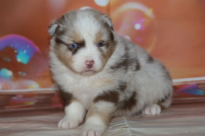 Les chiots de Berger Australien