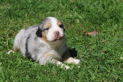 Les chiots de Berger Australien