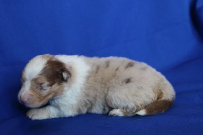 CHIOT 8 - Berger Australien