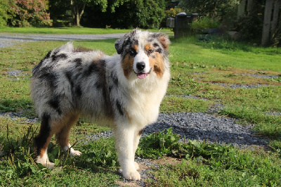 Les chiots de Berger Australien