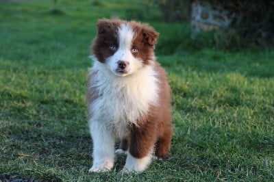 Les chiots de Berger Australien