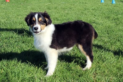 Les chiots de Berger Australien