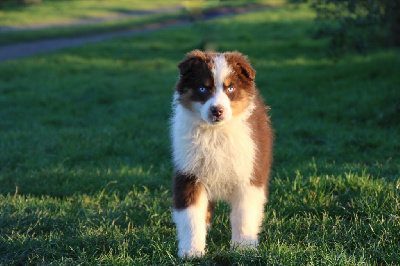 Les chiots de Berger Australien