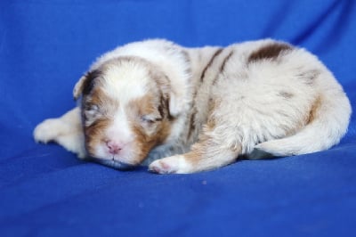 Les chiots de Berger Australien