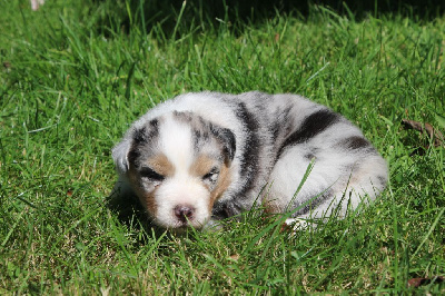 Les chiots de Berger Australien