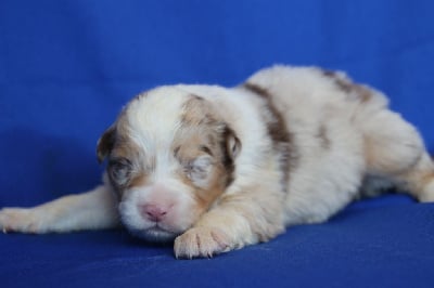 Les chiots de Berger Australien