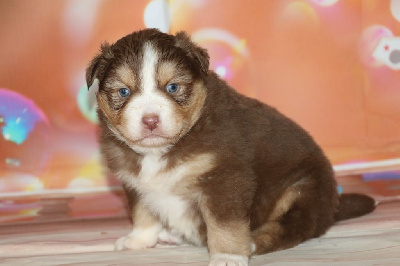 Les chiots de Berger Australien