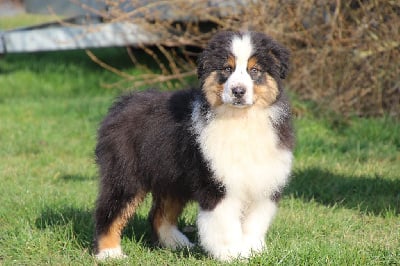 Les chiots de Berger Australien