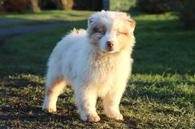 Les chiots de Berger Australien