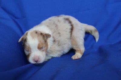 Les chiots de Berger Australien