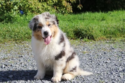 Les chiots de Berger Australien