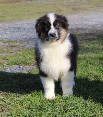 Les chiots de Berger Australien