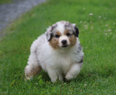 Les chiots de Berger Australien