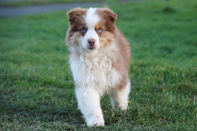 Les chiots de Berger Australien