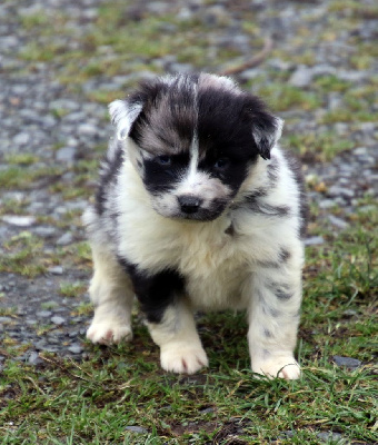 Les chiots de Berger Australien