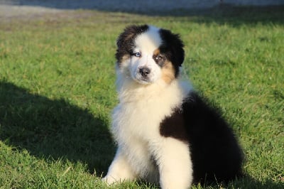 Les chiots de Berger Australien