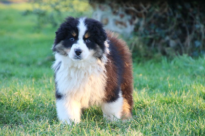 Les chiots de Berger Australien