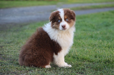 Les chiots de Berger Australien