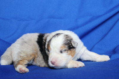 Les chiots de Berger Australien